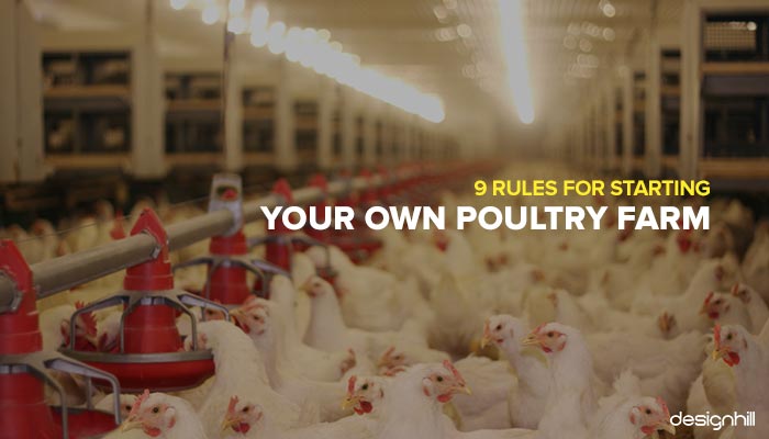 poultry farm layout design pdf